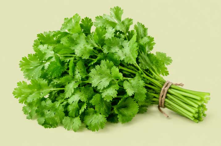 cilantro