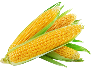 Elote