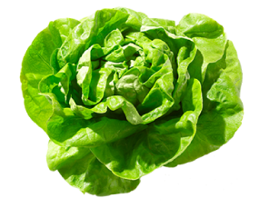Lechuga
